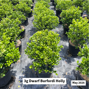 May 2026 3g Dwarf Burfordi Holly Website